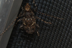 Aegomorphus circumflexus