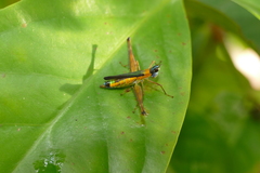 Eumastax