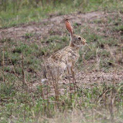 Lepus victoriae