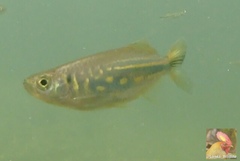 Devario