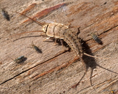 Ctenolepisma ciliatum