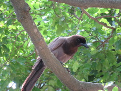 Cyanocorax cyanomelas