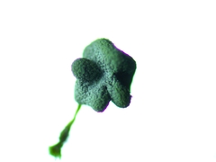 Physarum polycephalum