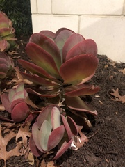 Kalanchoe luciae
