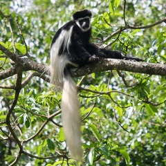 Colobus caudatus