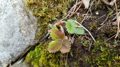 Fragaria vesca