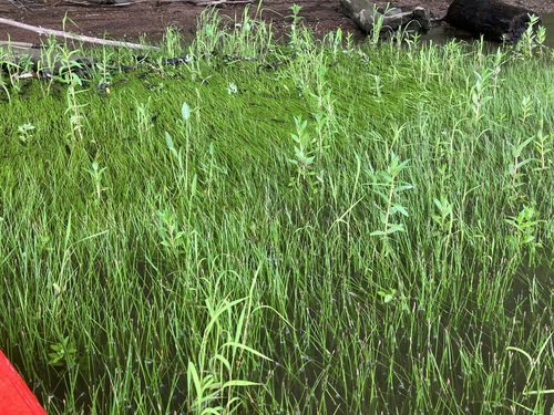 Eleocharis palustris iNat (2)
