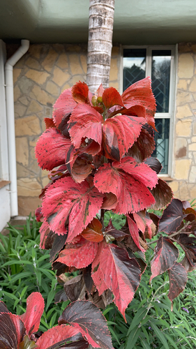 Acalypha amentacea image