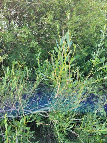 Salix caspica, photograph 6