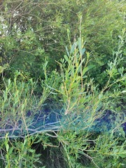Salix caspica, photograph (c) Dmitriy Bochkov, some rights reserved (CC BY)
