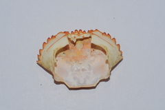 Charybdis hellerii