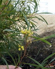 Acacia retinodes