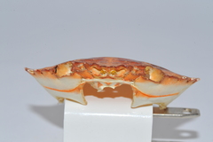 Charybdis hellerii