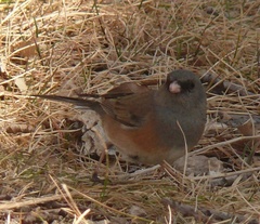 Junco hyemalis mearnsi