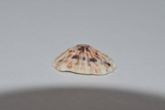 Fissurella barbadensis