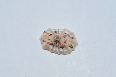 Fissurella barbadensis