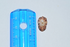 Fissurella rosea image