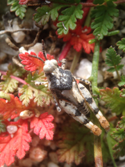 Cibolacris parviceps