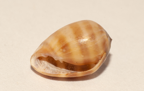 Coffee Bean Snail