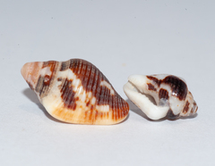 Columbella mercatoria