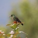 Scaled Metaltail - Photo (c) Dany Sloan, some rights reserved (CC BY-NC), uploaded by Dany Sloan