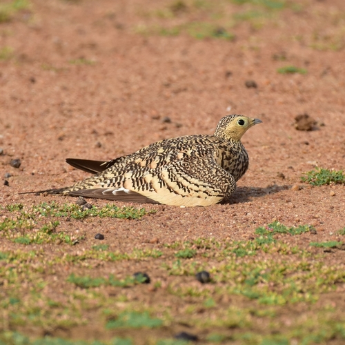Chestnut-bellied Sandgrouse