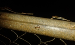 Camponotus variegatus