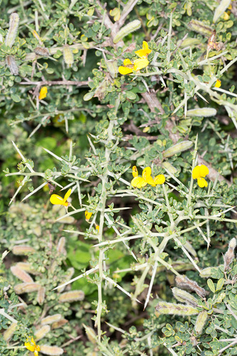 Spiny Broom