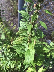 Leonurus cardiaca