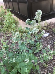 Nepeta cataria