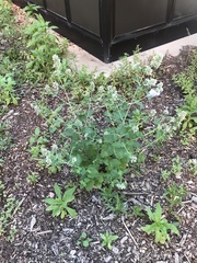 Nepeta cataria