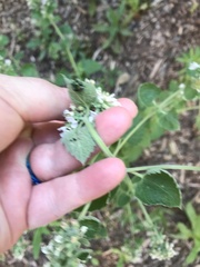 Nepeta cataria