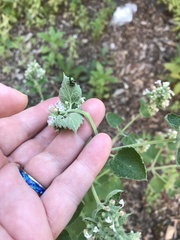 Nepeta cataria