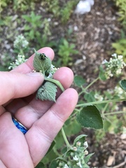 Nepeta cataria
