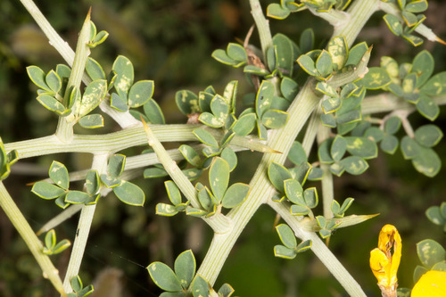 Spiny Broom