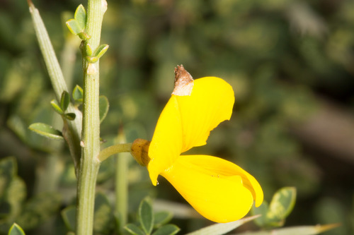 Spiny Broom
