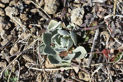 Physaria vitulifera