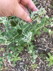 Nepeta cataria