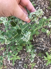 Nepeta cataria