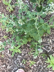 Nepeta cataria