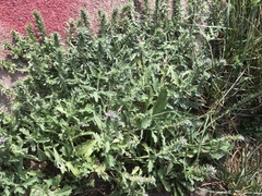 Verbena bracteata
