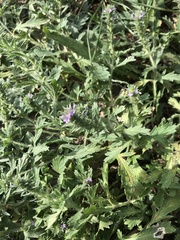 Verbena bracteata