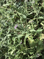 Verbena bracteata