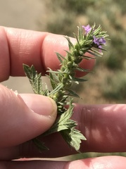 Verbena bracteata