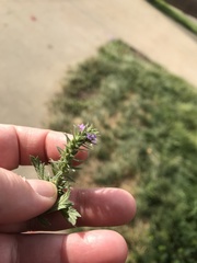 Verbena bracteata