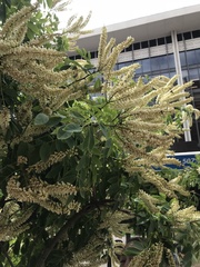 Fabaceae