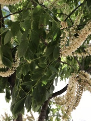 Fabaceae