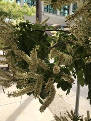 Fabaceae