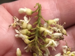 Fabaceae