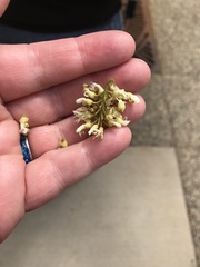 Fabaceae